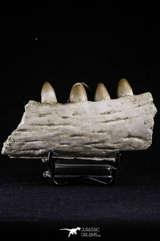 20492 - Top Rare 4.20 Inch Maroccosuchus zennaroi Left Mandibular Fragment