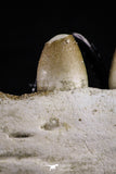 20492 - Top Rare 4.20 Inch Maroccosuchus zennaroi Left Mandibular Fragment