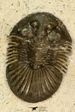 30678 - Top Beautiful 1.33 Inch Scabriscutellum sp Middle Devonian Trilobite
