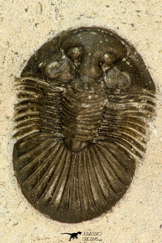 30678 - Top Beautiful 1.33 Inch Scabriscutellum sp Middle Devonian Trilobite