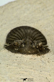 30678 - Top Beautiful 1.33 Inch Scabriscutellum sp Middle Devonian Trilobite