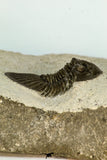 30678 - Top Beautiful 1.33 Inch Scabriscutellum sp Middle Devonian Trilobite