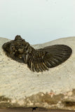 30678 - Top Beautiful 1.33 Inch Scabriscutellum sp Middle Devonian Trilobite