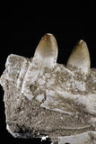 20492 - Top Rare 4.20 Inch Maroccosuchus zennaroi Left Mandibular Fragment