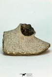 30679 - Well Preserved 1.14 Inch Scabriscutellum sp Middle Devonian Trilobite