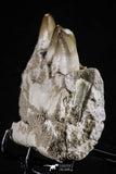 20492 - Top Rare 4.20 Inch Maroccosuchus zennaroi Left Mandibular Fragment