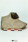 30679 - Well Preserved 1.14 Inch Scabriscutellum sp Middle Devonian Trilobite
