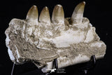 20492 - Top Rare 4.20 Inch Maroccosuchus zennaroi Left Mandibular Fragment