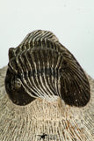 30679 - Well Preserved 1.14 Inch Scabriscutellum sp Middle Devonian Trilobite