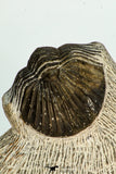 30679 - Well Preserved 1.14 Inch Scabriscutellum sp Middle Devonian Trilobite