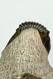 30679 - Well Preserved 1.14 Inch Scabriscutellum sp Middle Devonian Trilobite