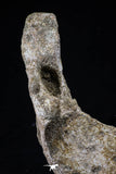 20493 - Museum Grade 4.65 Inch Complete Unidentified Cretaceous Chelonioid Sea Turtle Jaw