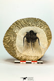 30680 - Well Prepared 1.62 Inch Cyphaspis (Otarion) cf. boutscharafinense Devonian Trilobite