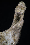 20493 - Museum Grade 4.65 Inch Complete Unidentified Cretaceous Chelonioid Sea Turtle Jaw