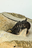 30680 - Well Prepared 1.62 Inch Cyphaspis (Otarion) cf. boutscharafinense Devonian Trilobite