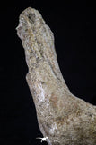 20493 - Museum Grade 4.65 Inch Complete Unidentified Cretaceous Chelonioid Sea Turtle Jaw