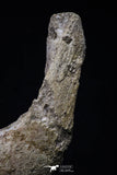 20493 - Museum Grade 4.65 Inch Complete Unidentified Cretaceous Chelonioid Sea Turtle Jaw