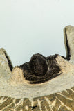 30680 - Well Prepared 1.62 Inch Cyphaspis (Otarion) cf. boutscharafinense Devonian Trilobite
