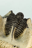30680 - Well Prepared 1.62 Inch Cyphaspis (Otarion) cf. boutscharafinense Devonian Trilobite
