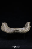 20493 - Museum Grade 4.65 Inch Complete Unidentified Cretaceous Chelonioid Sea Turtle Jaw