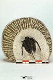 30681 - Well Preserved 1.45 Inch Cyphaspis (Otarion) cf. boutscharafinense Devonian Trilobite