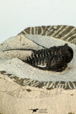 30681 - Well Preserved 1.45 Inch Cyphaspis (Otarion) cf. boutscharafinense Devonian Trilobite