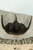 30681 - Well Preserved 1.45 Inch Cyphaspis (Otarion) cf. boutscharafinense Devonian Trilobite