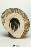 30682 - Beautiful 1.20 Inch Cyphaspis (Otarion) cf. boutscharafinense Devonian Trilobite