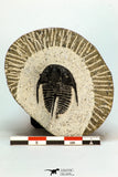 30682 - Beautiful 1.20 Inch Cyphaspis (Otarion) cf. boutscharafinense Devonian Trilobite