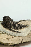 30682 - Beautiful 1.20 Inch Cyphaspis (Otarion) cf. boutscharafinense Devonian Trilobite