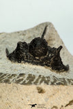 30682 - Beautiful 1.20 Inch Cyphaspis (Otarion) cf. boutscharafinense Devonian Trilobite