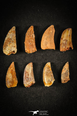 21598 - Great Collection of 8 Abelisaur Dinosaur Teeth Cretaceous KemKem Beds