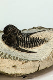 30682 - Beautiful 1.20 Inch Cyphaspis (Otarion) cf. boutscharafinense Devonian Trilobite