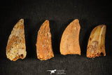 21598 - Great Collection of 8 Abelisaur Dinosaur Teeth Cretaceous KemKem Beds