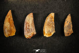 21598 - Great Collection of 8 Abelisaur Dinosaur Teeth Cretaceous KemKem Beds