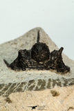 30682 - Beautiful 1.20 Inch Cyphaspis (Otarion) cf. boutscharafinense Devonian Trilobite
