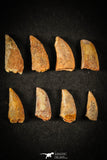 21598 - Great Collection of 8 Abelisaur Dinosaur Teeth Cretaceous KemKem Beds