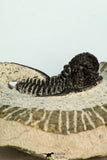 30682 - Beautiful 1.20 Inch Cyphaspis (Otarion) cf. boutscharafinense Devonian Trilobite