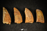 21598 - Great Collection of 8 Abelisaur Dinosaur Teeth Cretaceous KemKem Beds