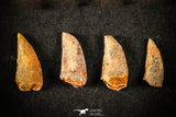 21598 - Great Collection of 8 Abelisaur Dinosaur Teeth Cretaceous KemKem Beds