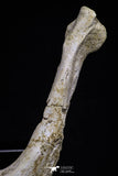 20495 - Top Rare 5.14 Inch Complete Bothremydidae Eocene Sea Turtle Lower Jaw