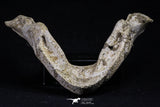 20495 - Top Rare 5.14 Inch Complete Bothremydidae Eocene Sea Turtle Lower Jaw