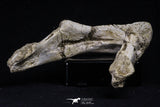 20495 - Top Rare 5.14 Inch Complete Bothremydidae Eocene Sea Turtle Lower Jaw