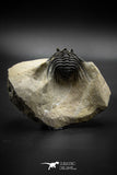 030003 - Well Prepared 1.44'' Leonaspis Devonian Trilobite