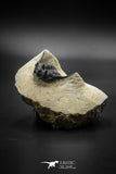 030003 - Well Prepared 1.44'' Leonaspis Devonian Trilobite