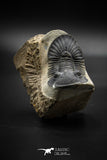 030004 - Well Prepared 2.42'' Platyscutellum Devonian Trilobite