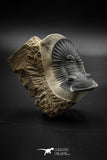 030004 - Well Prepared 2.42'' Platyscutellum Devonian Trilobite