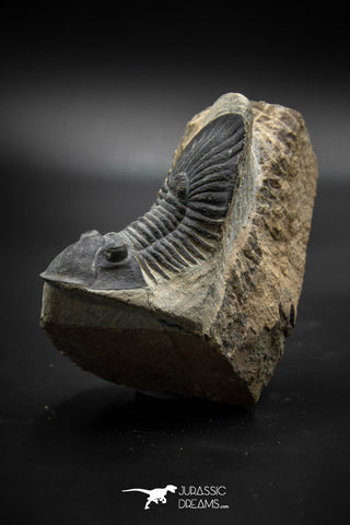 030004 - Well Prepared 2.42'' Platyscutellum Devonian Trilobite