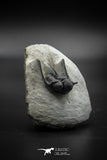 030002 - Well Prepared 1.30'' Cyphaspis Devonian Trilobite