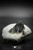 030002 - Well Prepared 1.30'' Cyphaspis Devonian Trilobite